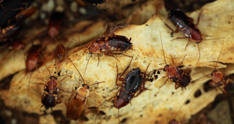 cockroach-infestation-try-roch-control-recommendations cockroach-infestation-try-roch-control-recommendations